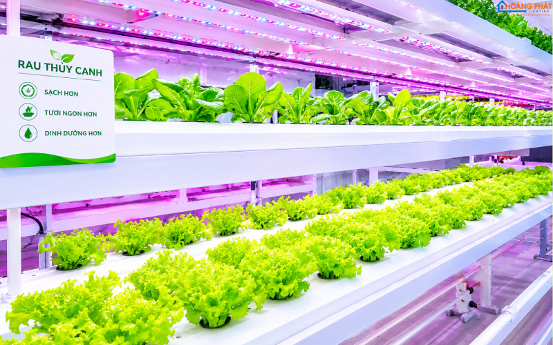 Đèn LED Nông Nghiệp: Giải Pháp Chiếu Sáng Kích Thích Quang Hợp & Tăng Năng Suất Cây Trồng