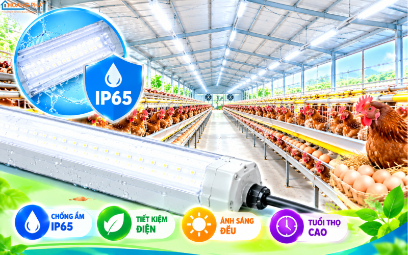 Đèn LED chiếu sáng chuồng trại chăn nuôi IP65