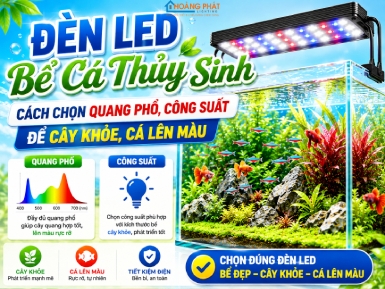 Đèn LED Bể Cá Thủy Sinh: Cách Chọn Quang Phổ, Công Suất Để Cây Khỏe, Cá Lên Màu